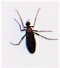 Plecia ruficollis