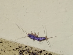 Ctenolepisma longicaudatum