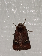Eucoptocnemis fimbriaris