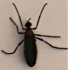 Plecia ruficollis