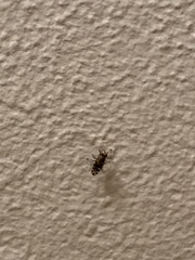 Ceroxys