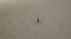 Willowsia nigromaculata