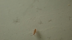 Willowsia nigromaculata