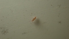 Willowsia nigromaculata