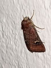 Eucoptocnemis fimbriaris