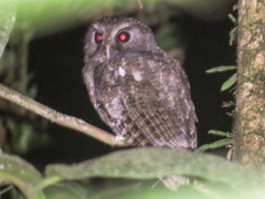 Megascops ingens colombianus