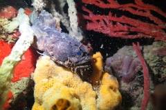 Amphichthys cryptocentrus