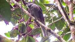 Lipaugus weberi