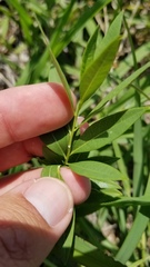 Amsonia tabernaemontana