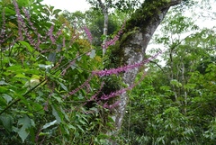 Odontonema callistachyum