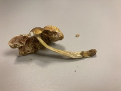 Pluteus mammillatus