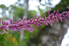 Odontonema callistachyum
