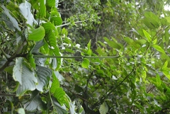 Louteridium donnell-smithii