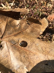 Zonitidae