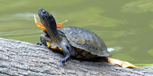 Pond Slider, photo 8 of 9