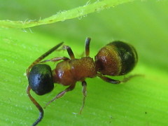 Myrmosa atra