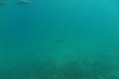 Scomberomorus sierra