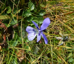 Viola alpina
