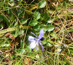 Viola alpina