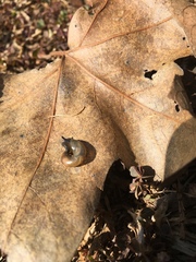 Zonitidae