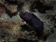 Emblemaria pandionis