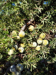 Juniperus oxycedrus