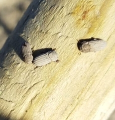 Sclerum armatum
