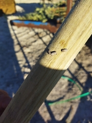 Sclerum armatum