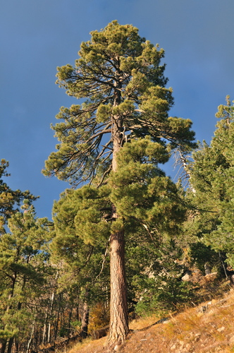 Arizona pine