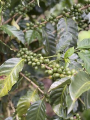 Coffea arabica image