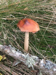 Cortinarius livido-ochraceus