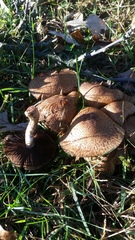 Lacrymaria echiniceps