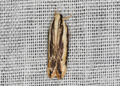 Ardozyga chionoprora