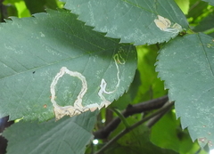 Stigmella anomalella