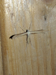 Stenoptilia pterodactyla