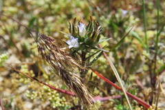 Microcodon glomeratus