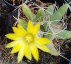 Mammillaria longimamma