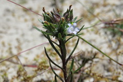 Microcodon glomeratus