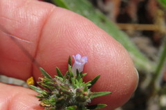 Microcodon glomeratus