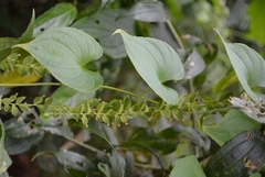 Dioscorea carpomaculata