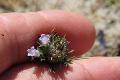 Microcodon glomeratus