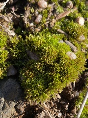 Bryum dichotomum