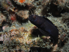 Emblemaria pandionis