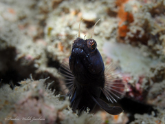 Emblemaria pandionis