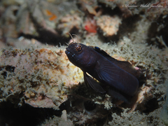 Emblemaria pandionis