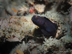 Emblemaria pandionis