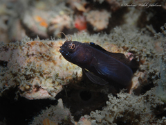 Emblemaria pandionis