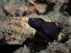 Emblemaria pandionis