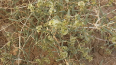 Salsola schweinfurthii