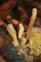 Macrotyphula fistulosa